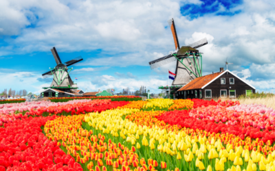Certyfikat rezydencji podatkowej w Holandii – kto i jak może go uzyskać?